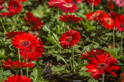 Close-up of red flowering plants in park