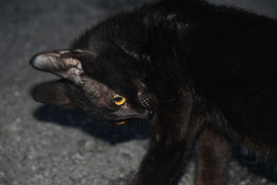 High angle view of black cat