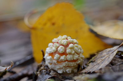 Close-up of yellow mushroom growing on field