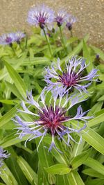 High angle view of purple flowers blooming outdoors