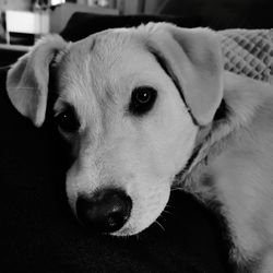 Close-up portrait of a dog