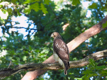 Low angle view of eagle perching on tree