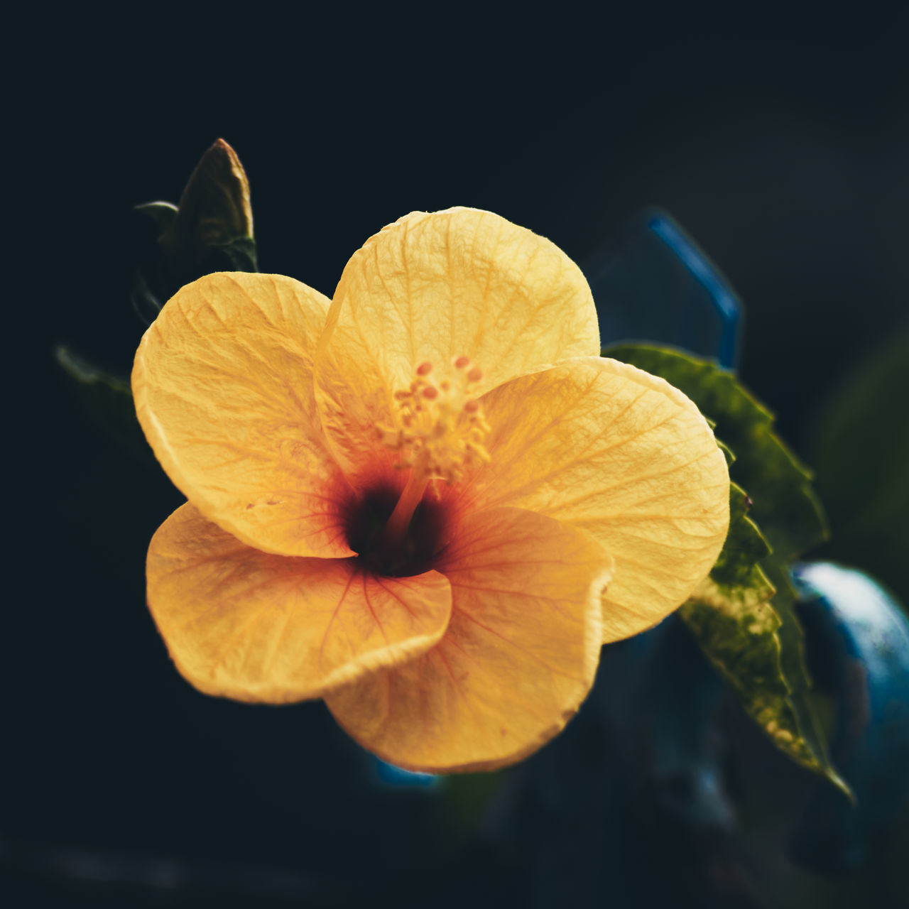 CLOSE-UP OF YELLOW LILIES