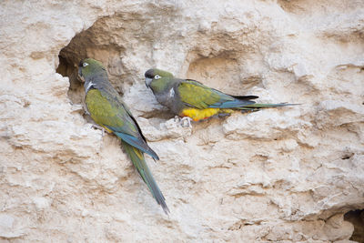 Bird perching on wall