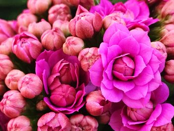 Close-up of pink flowers