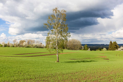 Single birch tree on a green field at spring