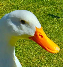 Close-up of swan on grass