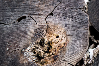 High angle view of tree stump