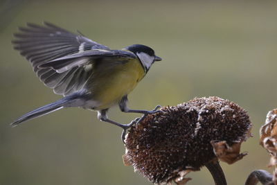 Close-up of a bird flying