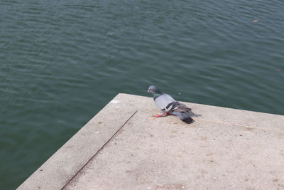 High angle view of bird perching on pier