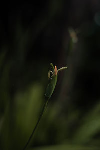 Close-up of bird perching on plant