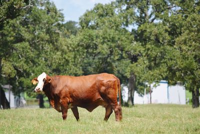 Cow grazing on field against sky