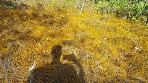 Shadow of man on yellow water