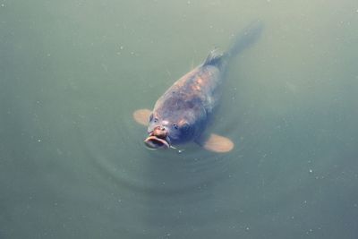 High angle view of fish swimming at lake