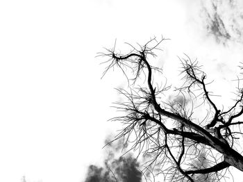 Low angle view of bare tree against clear sky