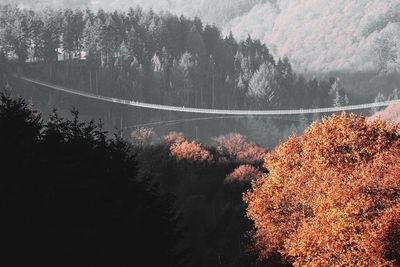 Trees in forest during autumn