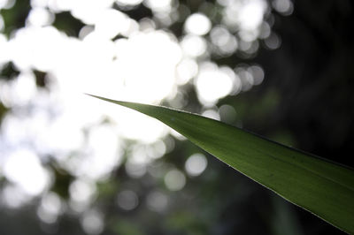 Close-up of fresh green plant