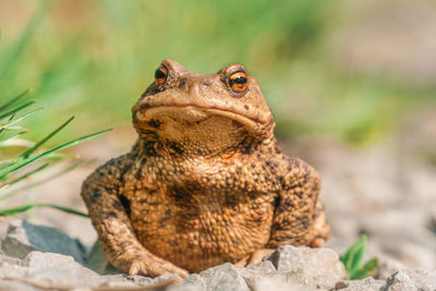 Close-up of frog