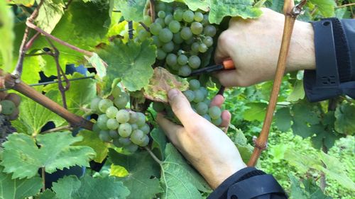 Midsection of man working with grapes