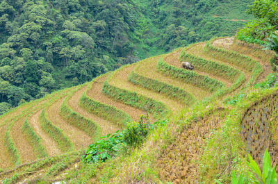 High angle view of rice field