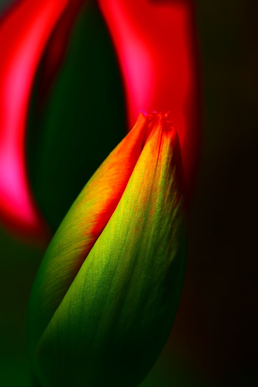 red, green, flower, yellow, petal, close-up, macro photography, leaf, plant, beauty in nature, freshness, no people, flowering plant, nature, multi colored, vibrant color, plant part, studio shot, fragility, growth, backgrounds, abstract