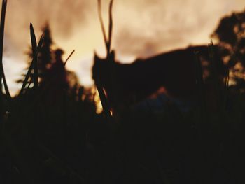 Close-up of plants against sunset