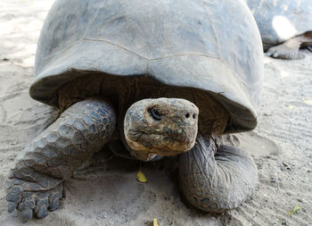 Close-up of tortoise