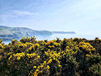 Yellow flowering plants on land against sky
