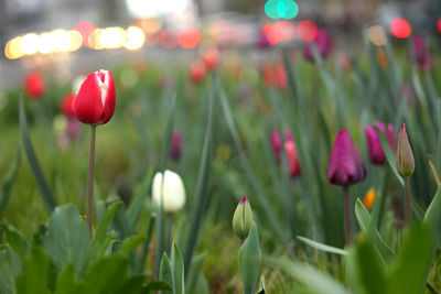 Close-up of red flowering plants on field