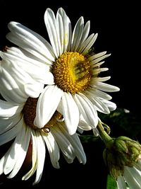 Close-up of white daisy flower