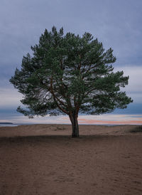 Tree on field against sky