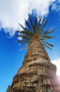 Low angle view of coconut palm tree against blue sky