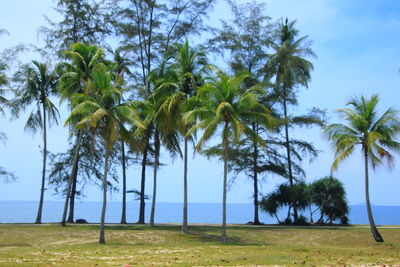 Palm trees by sea