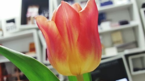 Close-up of flowers against blurred background