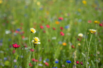 Close-up of flowering plant on field