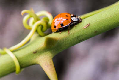 Close-up of ladybug on leaf