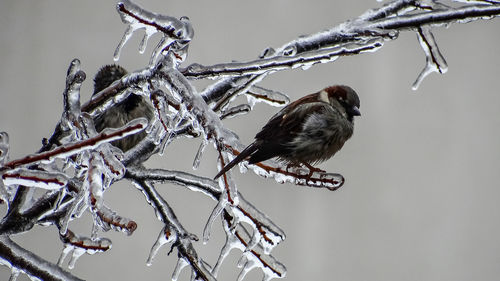 Closeup of two sparrows sitting on a branch after freezing rain.