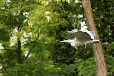 View of a bird flying