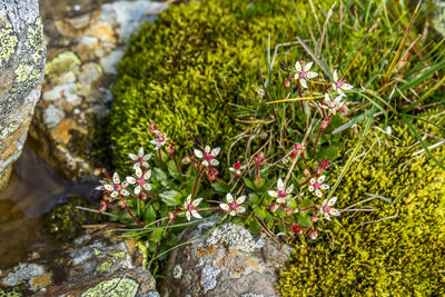 Close-up of flowering plants by rocks