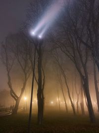 Sunlight streaming through bare trees in forest