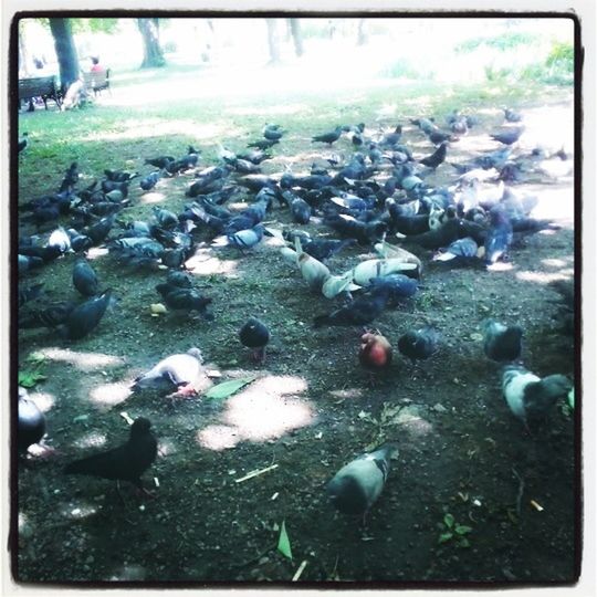 Pidgeons