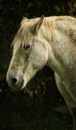 Close-up of a horse on field