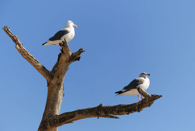 Low angle view of seagulls perching on a tree