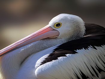 Close-up of white bird