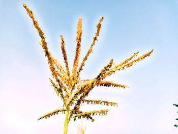 Low angle view of flowering plant against sky