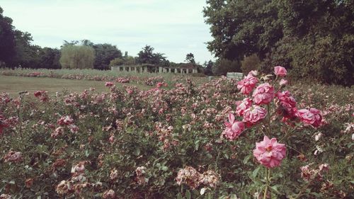 Pink flowers blooming on tree against sky