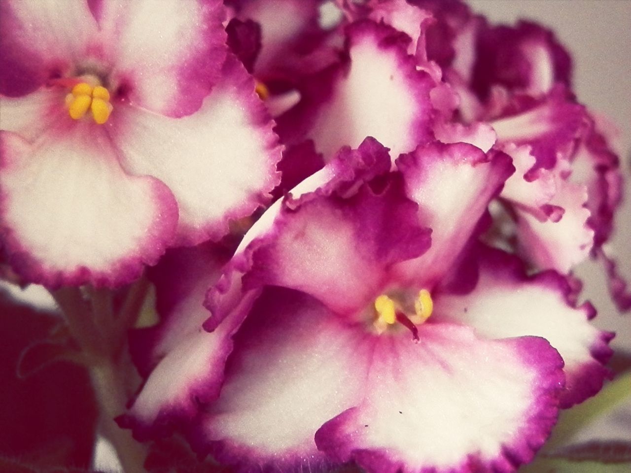 flower, petal, freshness, flower head, fragility, pink color, close-up, beauty in nature, growth, nature, blooming, pink, focus on foreground, stamen, selective focus, blossom, plant, in bloom, no people, macro