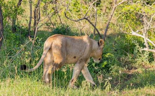 Lioness in the nature reserve in hluhluwe national park south africa