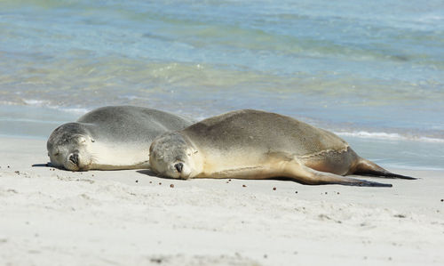 Sea lions on sunny beach