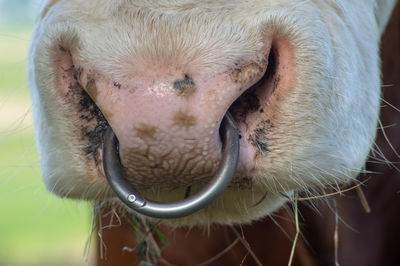 Close-up of cow